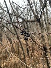 Rhamnus cathartica