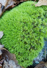 Leucobryum glaucum