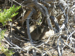 Microcavia australis
