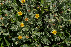 Borrichia arborescens
