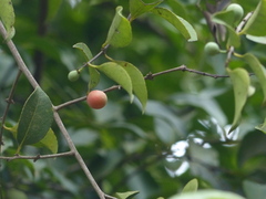Salacia chinensis