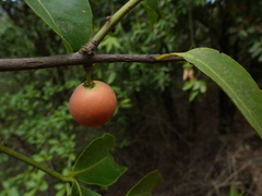 Salacia chinensis