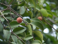 Salacia chinensis