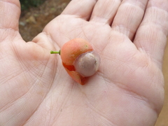Salacia chinensis