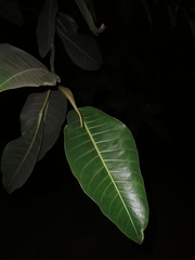 Ficus insipida