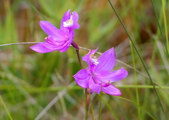 Calopogon tuberosus