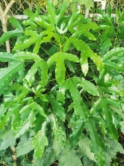 Dendropanax arboreus