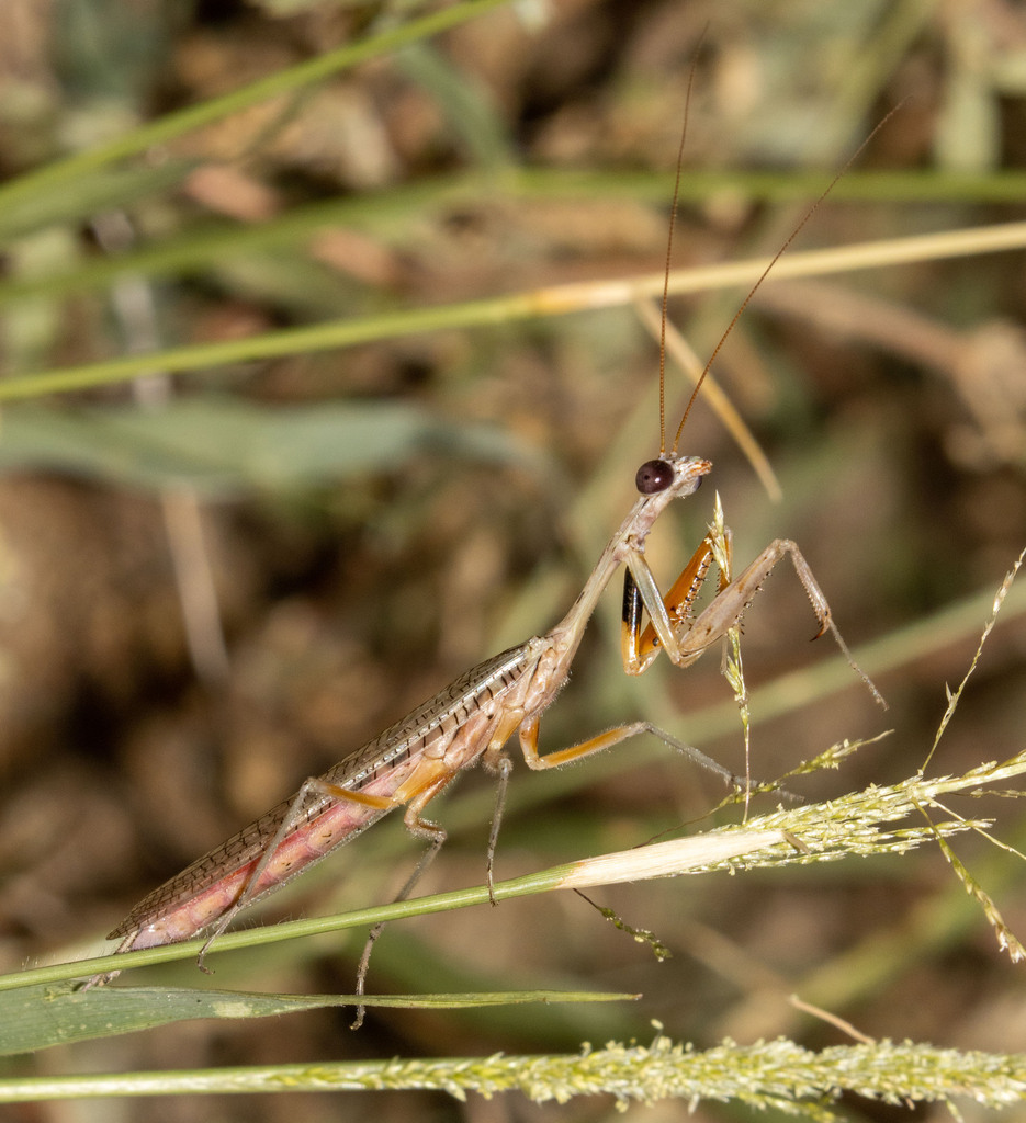Paraphotina caatingaensis