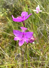 Calopogon tuberosus