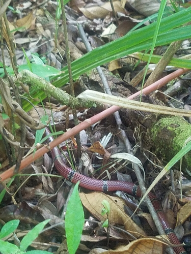 Photo of a Mayan Coral Snake (Micrurus hippocrepis)