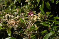 Capparis cynophallophora
