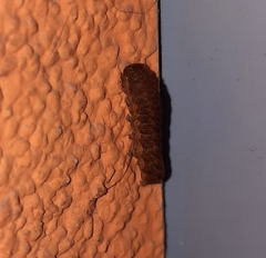 Noctua fimbriata
