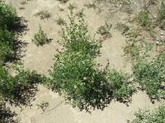 Tessaria absinthioides