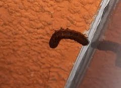 Noctua fimbriata