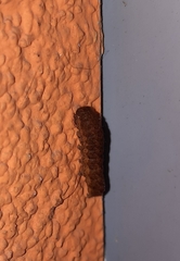 Noctua fimbriata