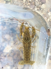 Faxonius alabamensis