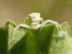 Thomisus citrinellus