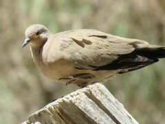 Metriopelia melanoptera
