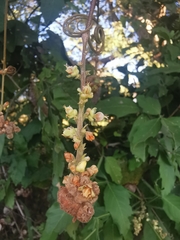 Paullinia fuscescens
