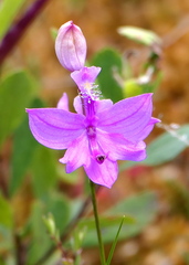Calopogon tuberosus
