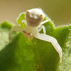 Thomisus citrinellus