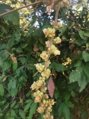 Paullinia fuscescens