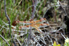 Libellula semifasciata