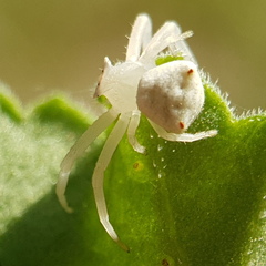 Thomisus citrinellus