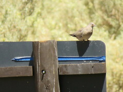 Metriopelia melanoptera