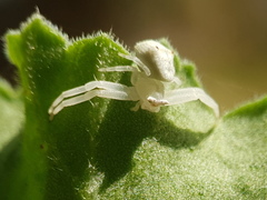 Thomisus citrinellus