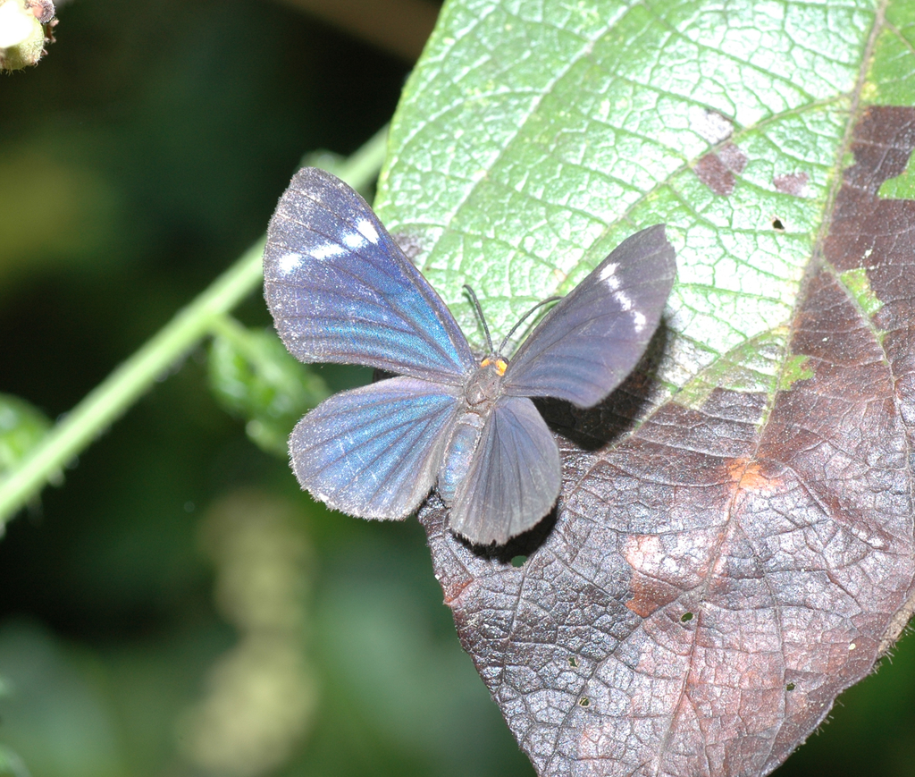 Melancholy Metalmark