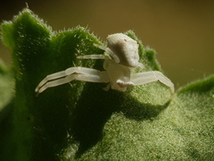 Thomisus citrinellus