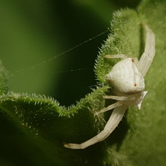 Thomisus citrinellus