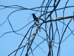 Chlorostilbon lucidus