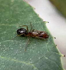 Camponotus yogi