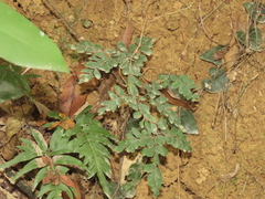 Adiantum flabellulatum