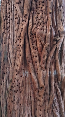 Calocedrus decurrens