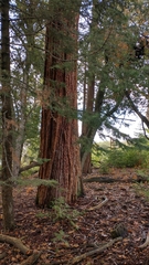 Calocedrus decurrens