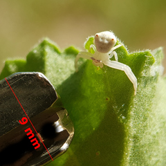 Thomisus citrinellus