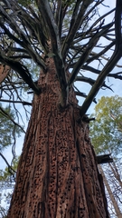 Calocedrus decurrens