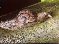 Megaustenia imperator