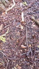 Calocedrus decurrens