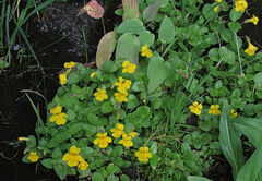 Erythranthe tilingii