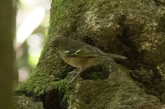 Fringilla coelebs canariensis
