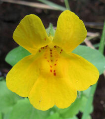 Erythranthe tilingii