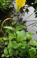 Erythranthe tilingii