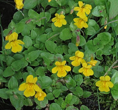 Erythranthe tilingii