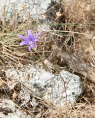 Brodiaea