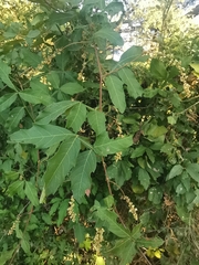 Paullinia fuscescens