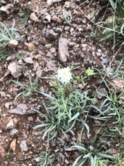 Chaenactis stevioides